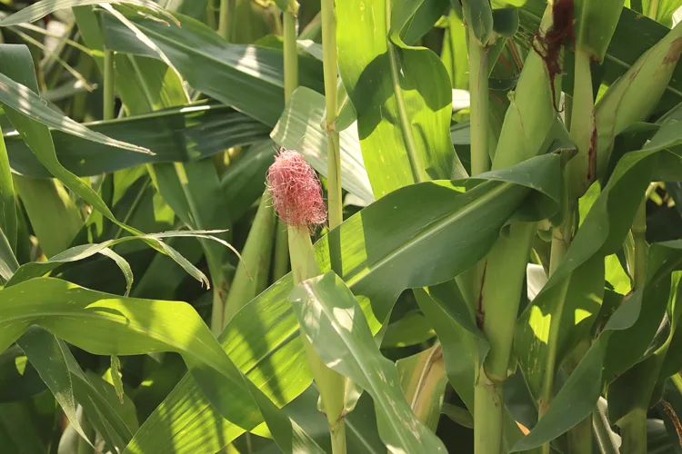 Crop report: Iowa saw ‘all modes’ of severe weather last week